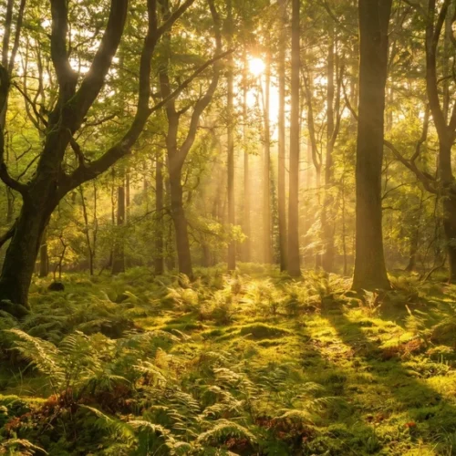 Forest Sunlight Background with Soft Rays Forest Sunlight Background with Soft Rays