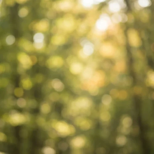Soft Bokeh Forest Background