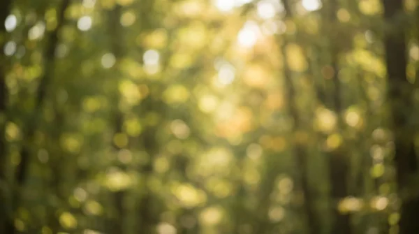 Soft Bokeh Forest Background
