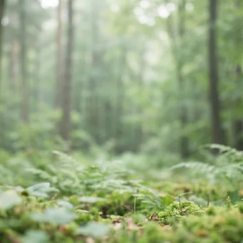 Green Woodland Background Green Woodland Background