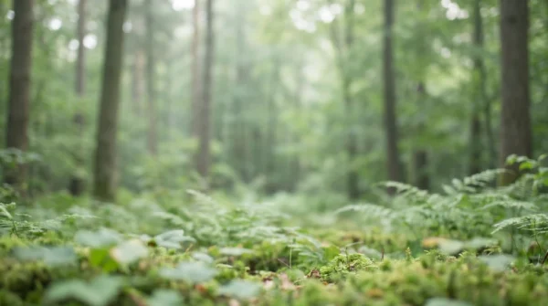 Green Woodland Background