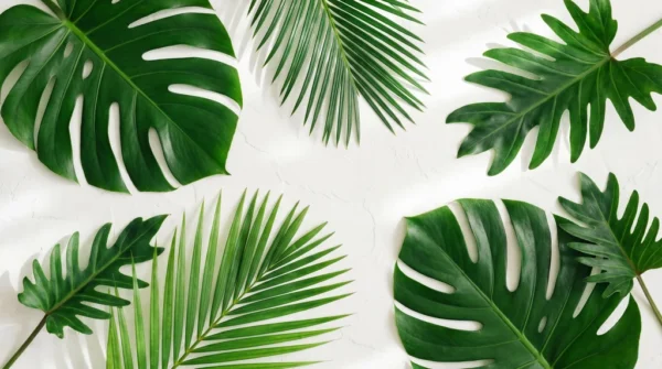 Tropical Leaf Background